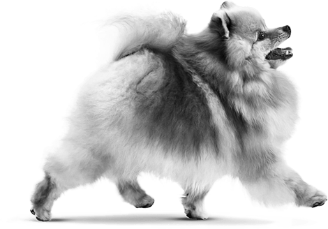 Un chien de race pomeranian marche