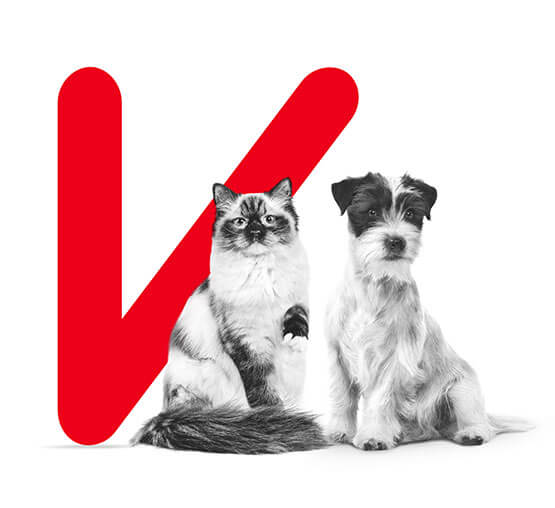 Chat et chien